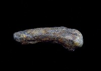 藏品(動物肢骨化石)的圖片